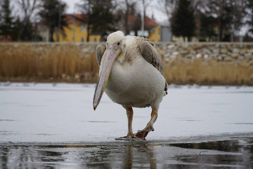 Konya'daki parkta pelikanlar görüldü! Fotoğraf tutkunları akın etti 7